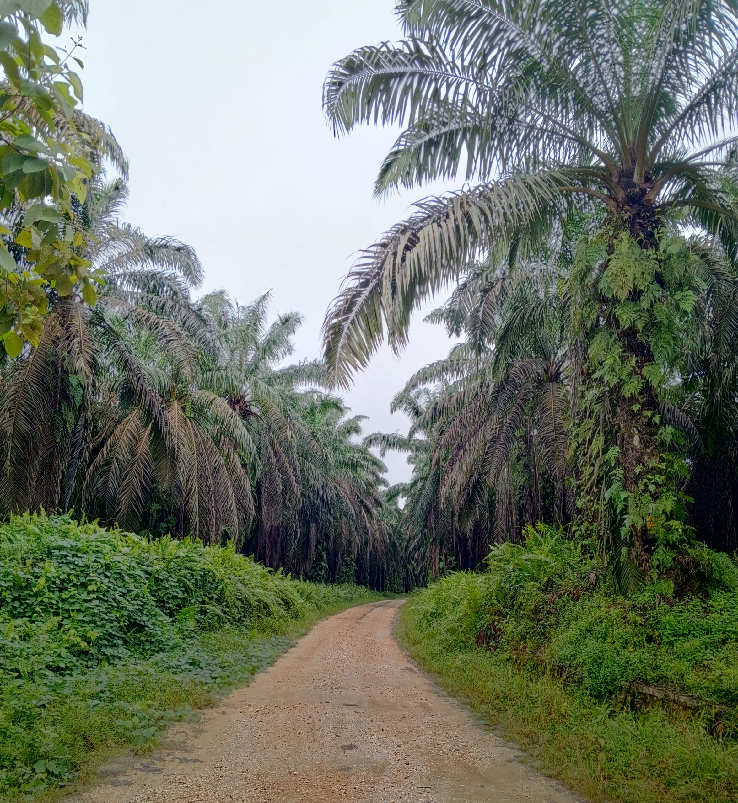 ‘Problematic Auction’, Indonesia’s Palm Oil Plantation’s Workers Scared