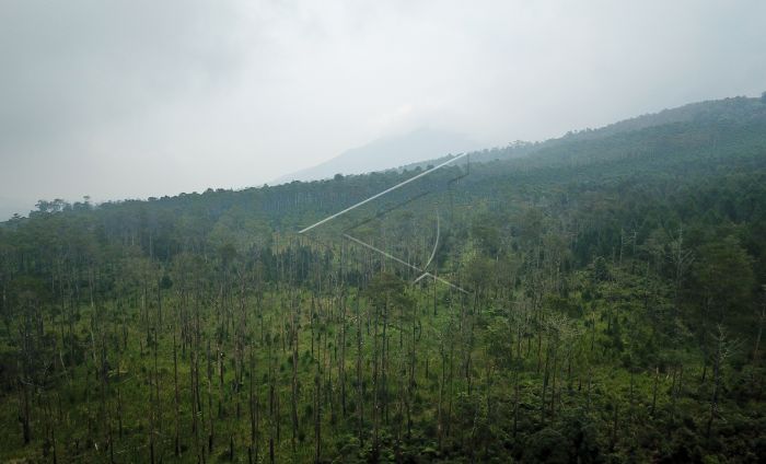 More Than 1 Million Trees Planted in Central Java’s ‘Critical’ Land
