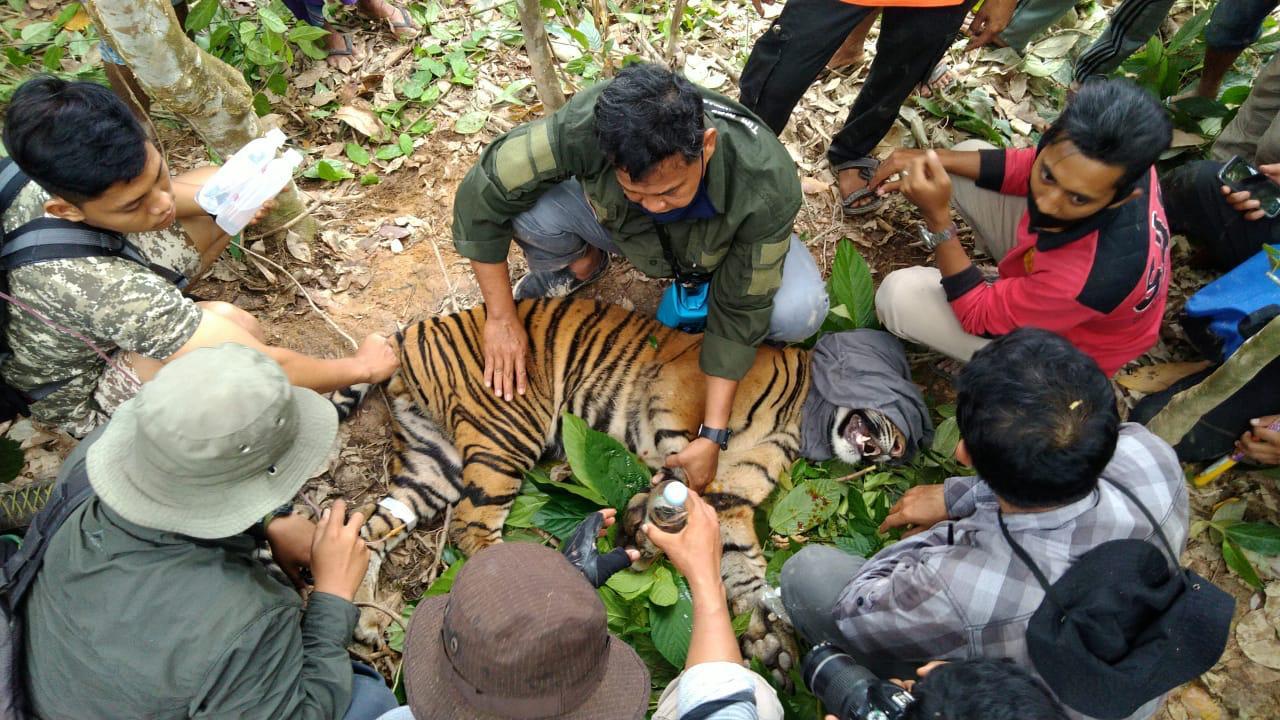 Male Sumatran Tiger Rescued From Man-trap in Indonesia’s Aceh