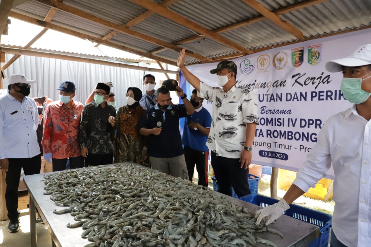 Indonesia Stop Lobster Seed Export Temporarily After Graft Case