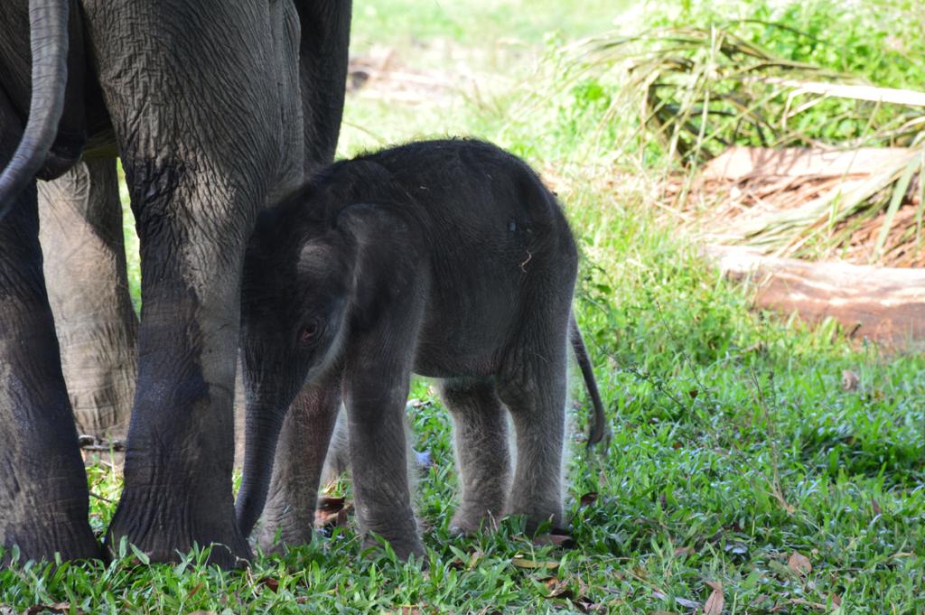 Sumatran Elephant Born at Minas Training Center in Indonesia’s Riau