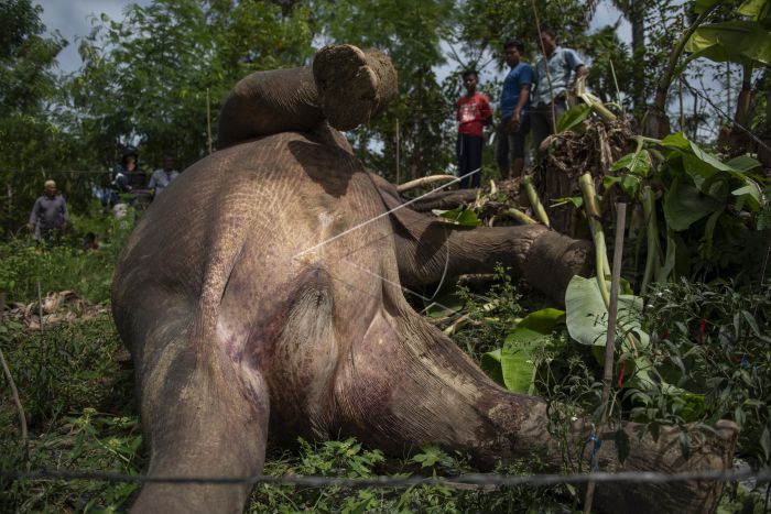 Sumatran Elephant Dies After Trapped by Electric Wires in Indonesia’s Aceh