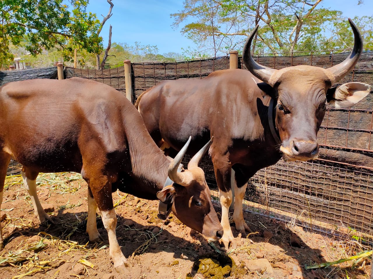 Indonesia Releases Two Banteng to Baluran National Park