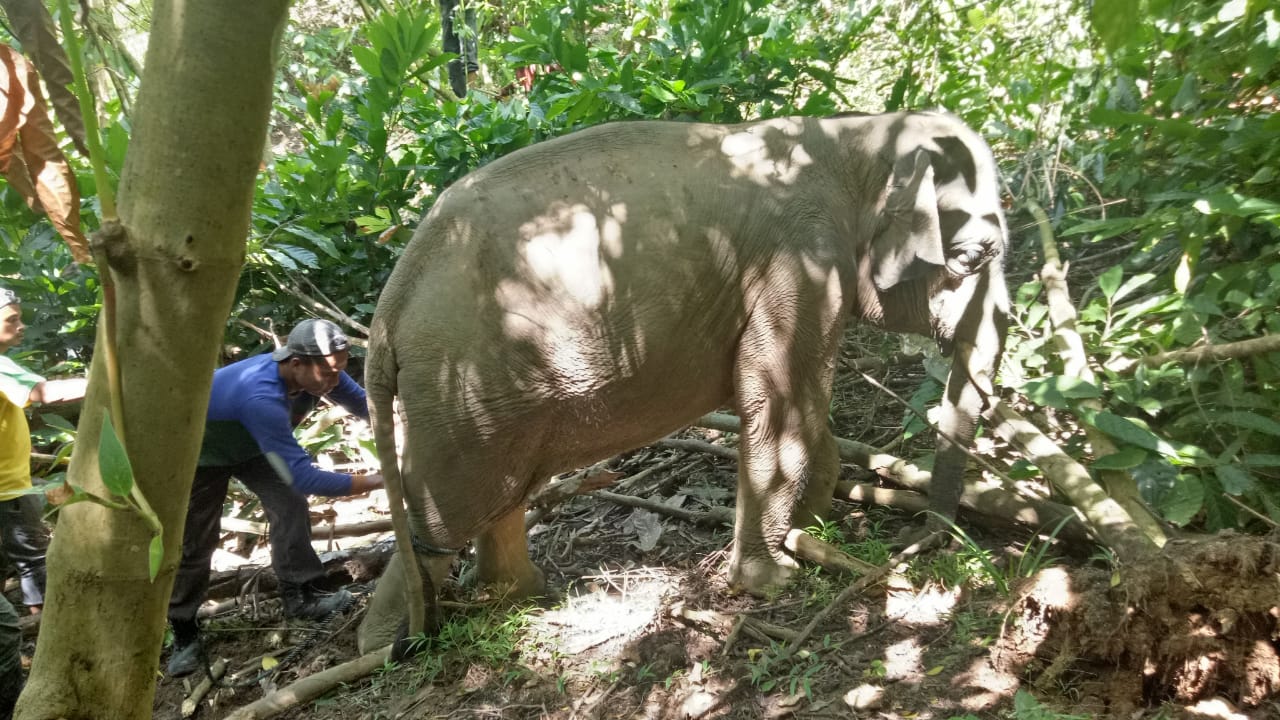 Child Sumatran Elephant Rescued in Indonesia’s Aceh, Released to Habitat