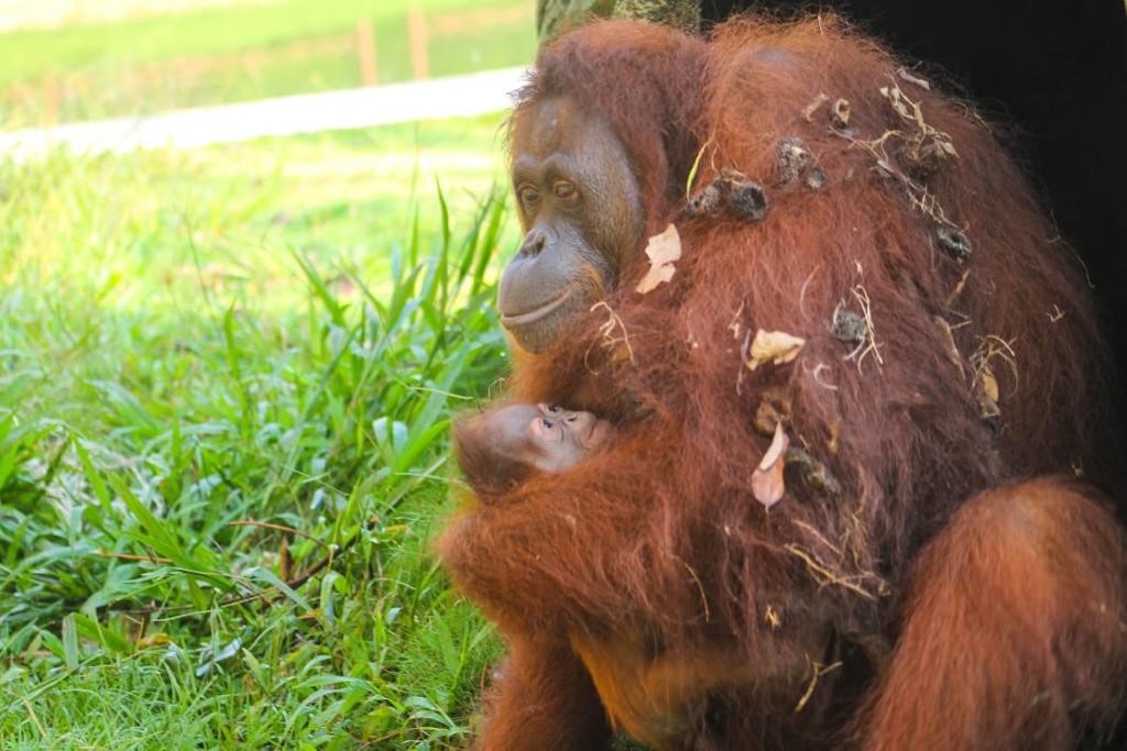 Indonesia Transfers Two Borneo Orangutans Rescued in C.Java’s Semarang to Kalimantan