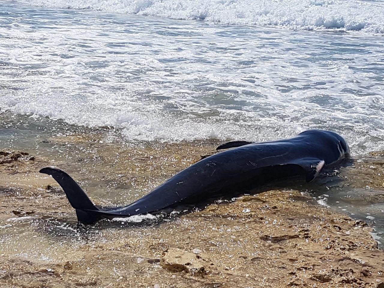 Dozen Short-Finned Pilot Whales Stranded in Indonesian Coasts