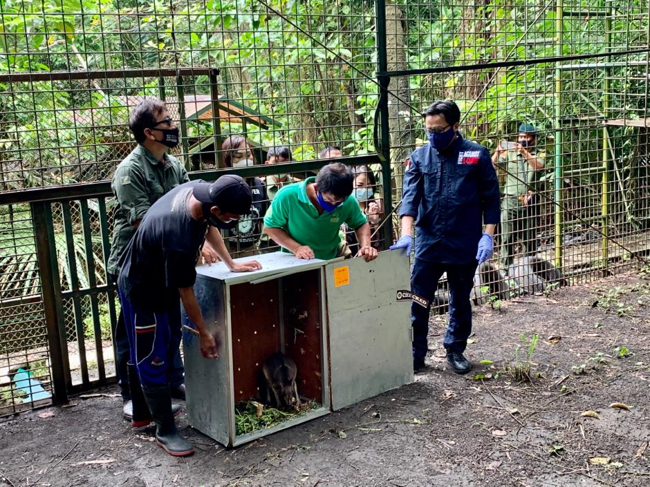 Indonesia Repatriates 91 Endemic Animals from the Philippines